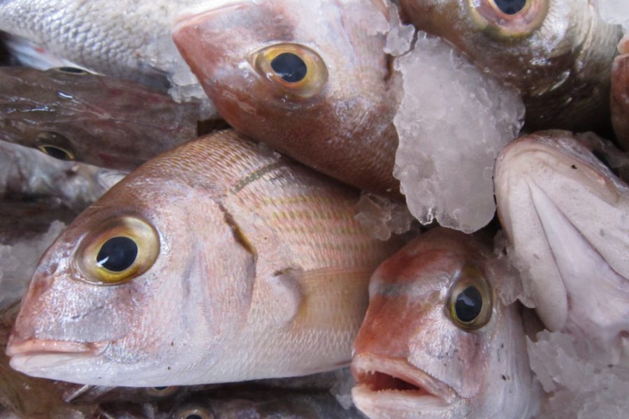 cold-storage-ikan