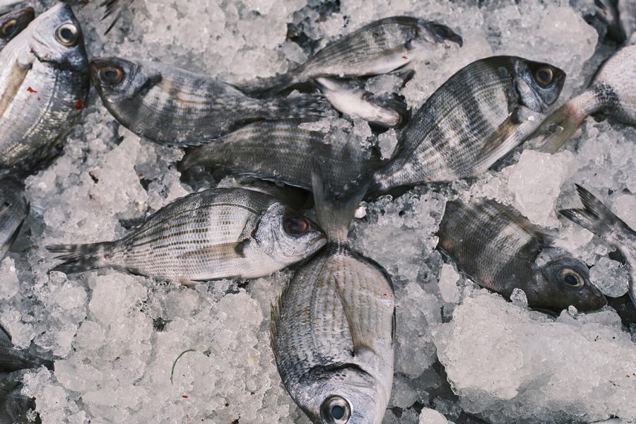 Jenis-Jenis Ikan yang Disimpan di Gudang Ikan Beku