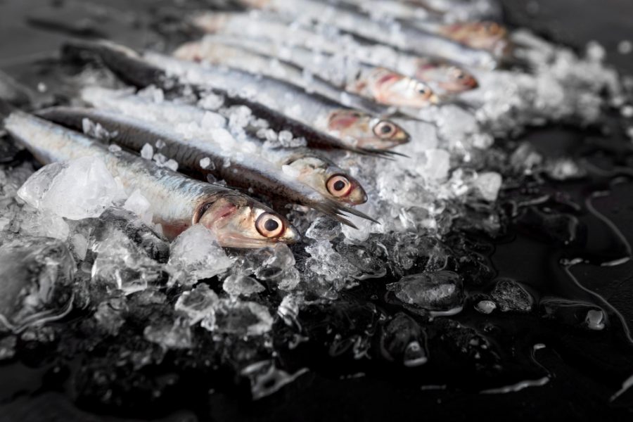 Sewa Gudang Beku (Frozen): Syarat Penyimpanan Daging, Seafood, dan Frozen Food